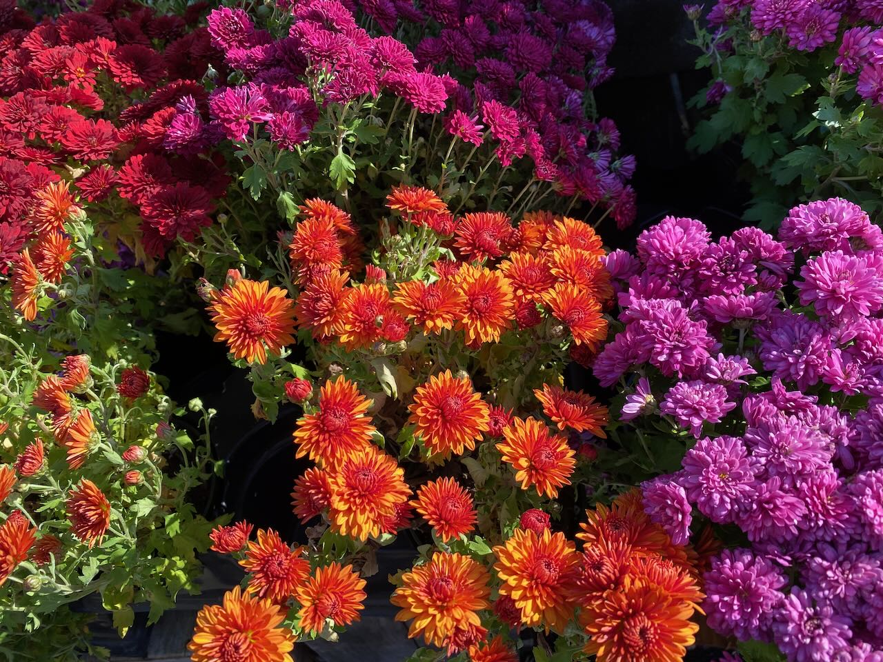 It's the weekend! Number 350, Colorful Mums for Sale at a Farm Stand