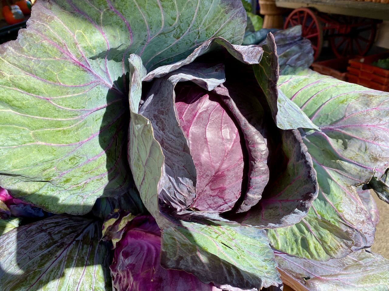 It's the weekend! Number 352, Large Red Cabbage for Sale at a Local Farmstand