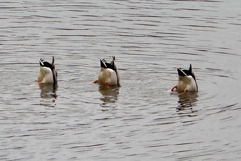 It's the weekend! Number 325, Three Canada Geese Ducking in the Water