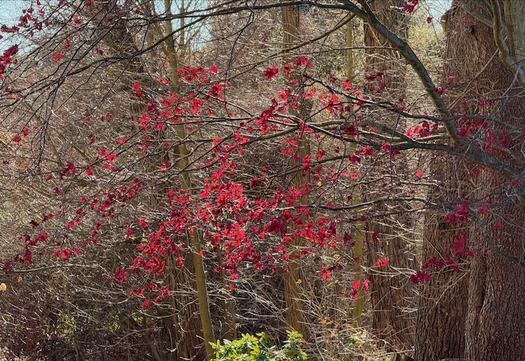 It's the weekend! Number 354, Red Maple Leaves on a Tree