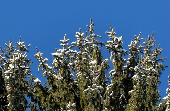 It's the weekend! Number 363, Snow-Covered Pine Branches and Blue Sky