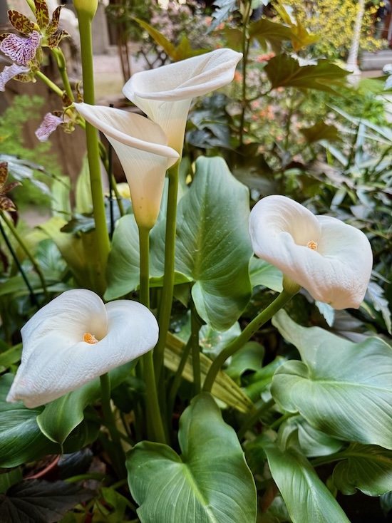 White Calla Lillies 