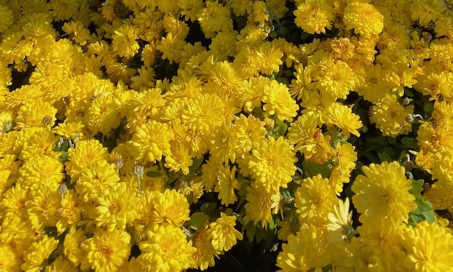 Yellow Chrysanthemums in the Sun