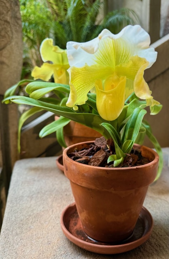 Potted Yellow Orchid