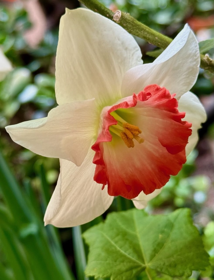 It's the weekend! Number 367, White and Pink Daffodil Bloom