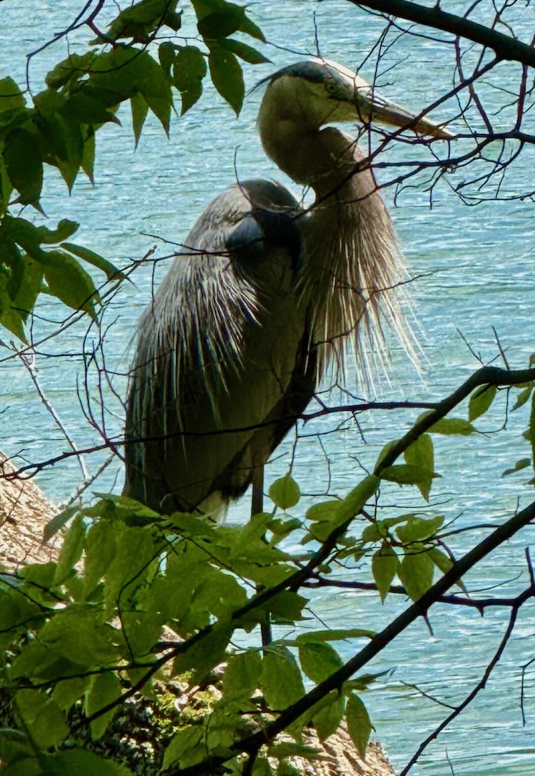 Great Blue Heron