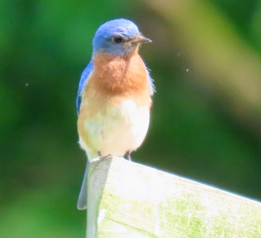 It's the weekend! Number 368, Bluebird Spotted in Tennessee