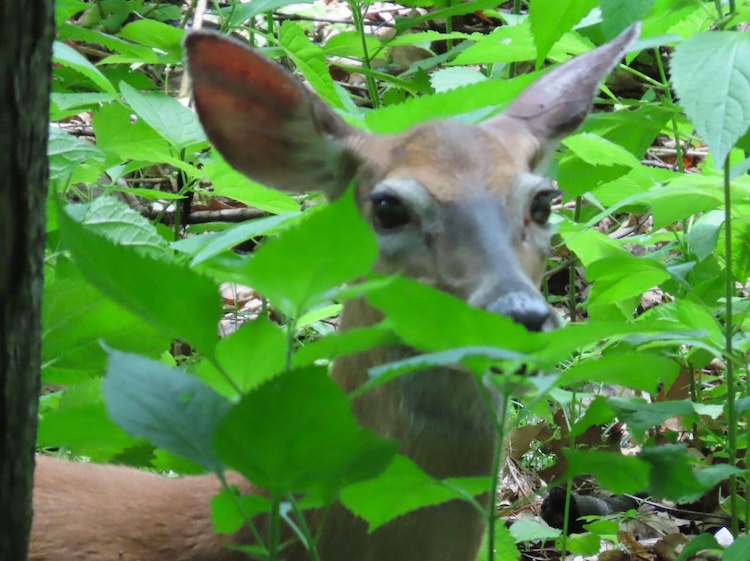 Deer Looking at Us