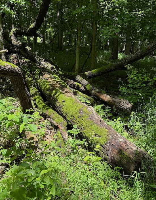 Moss-Covered Log in Woods