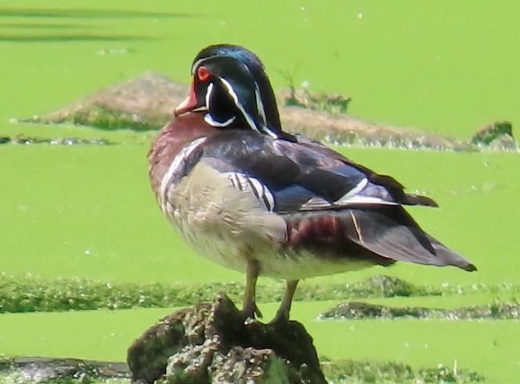 Wood Duck