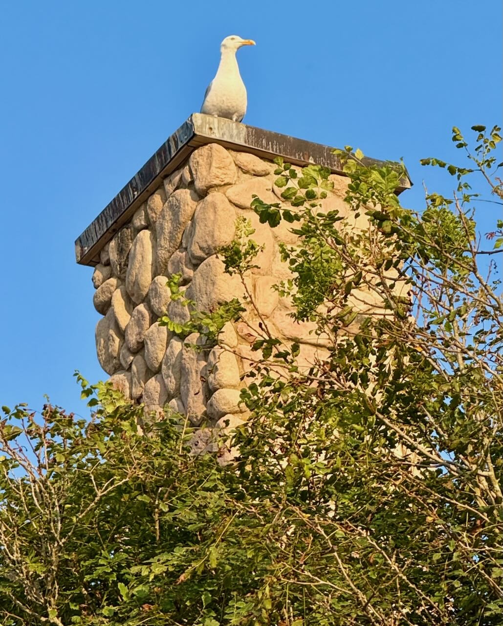 It's the weekend! Number 373, A White Gull Sitting on a Stone Chimney
