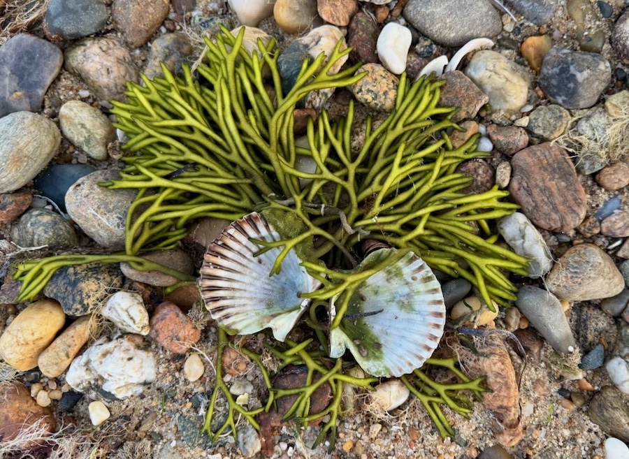 It's the weekend! Number 371, Scallop Shell, Seaweed and Rocks on a Martha's Vineyard Beach