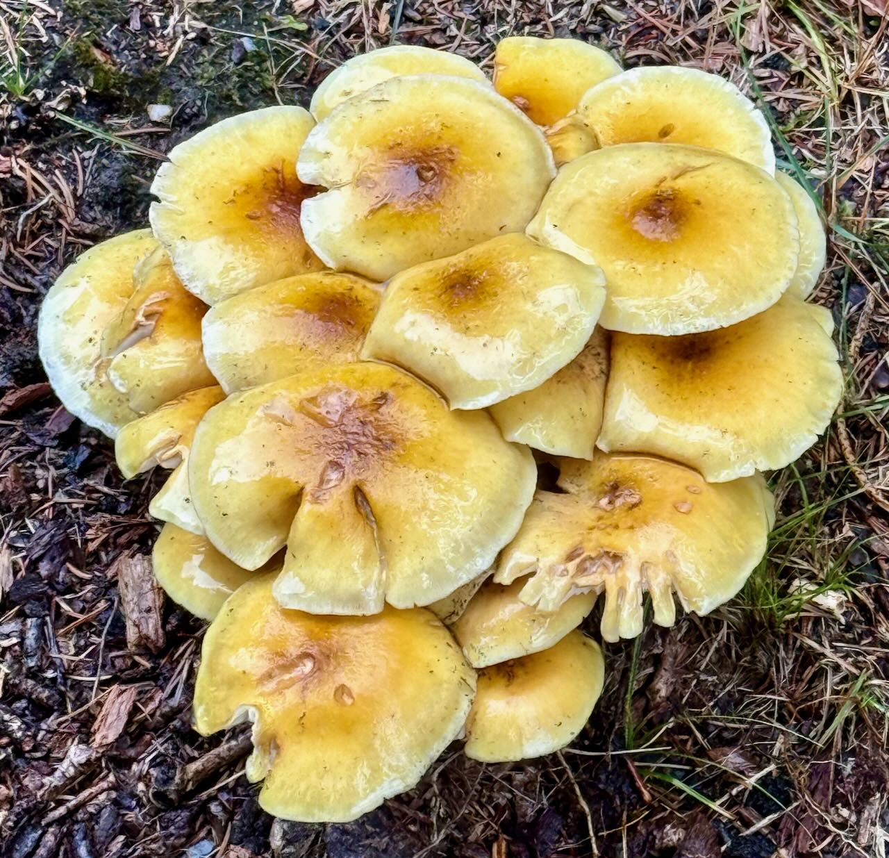 It's the weekend! Number 375, Mushrooms in My Backyard