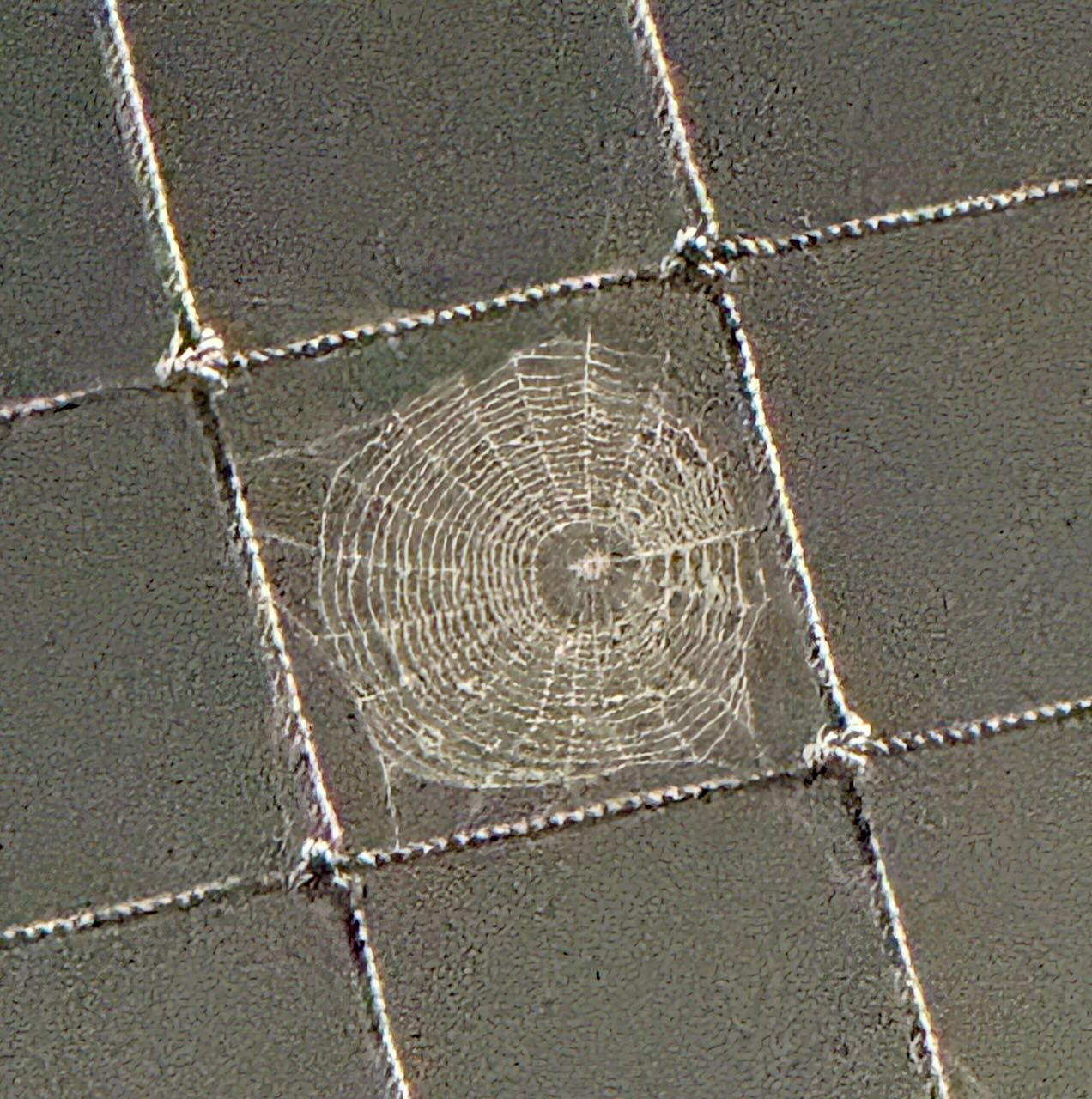It's the weekend! Number 375, Spider Web in a Baseball Field Net