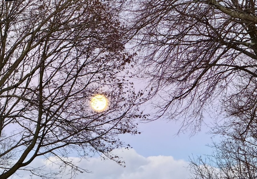 It's the weekend! Number 378, December Moon Rising Behind Tree Branches