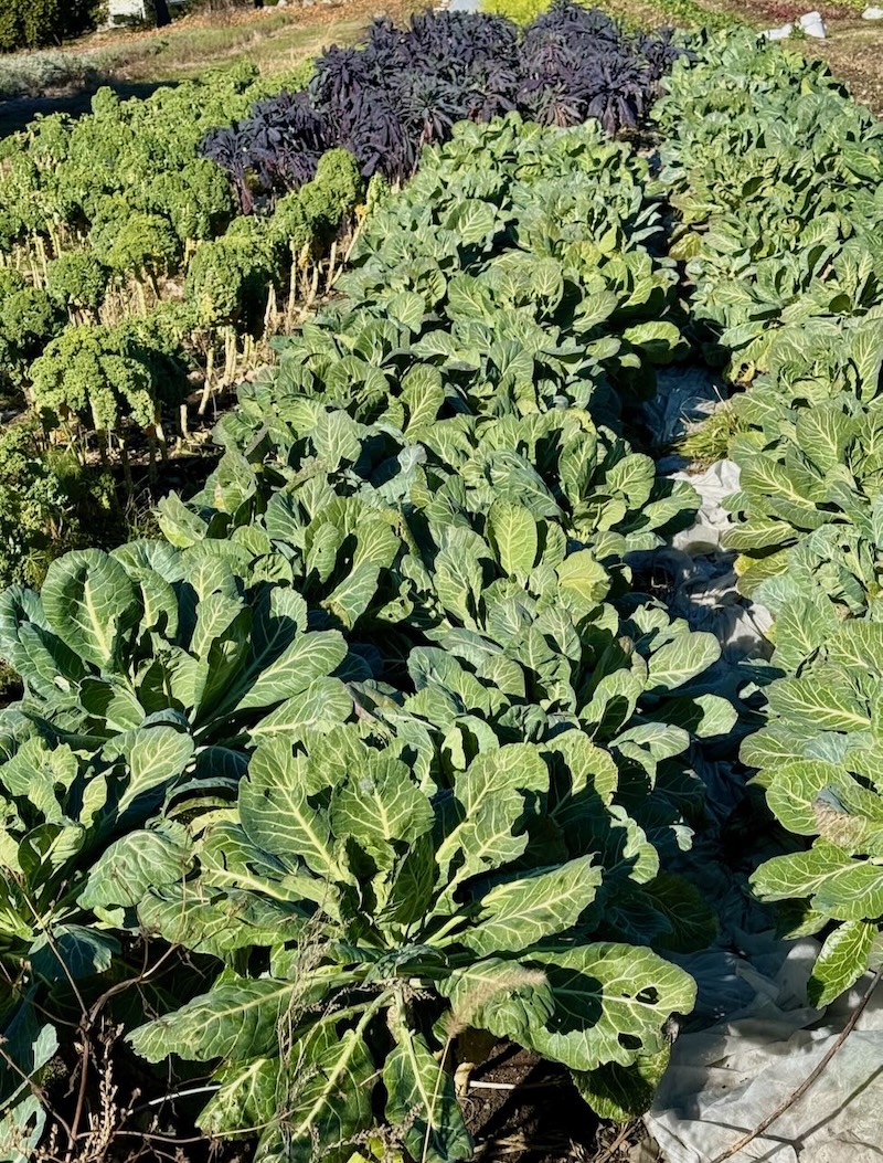 It's the weekend! Number 379, Rows of Cold Weather Crops