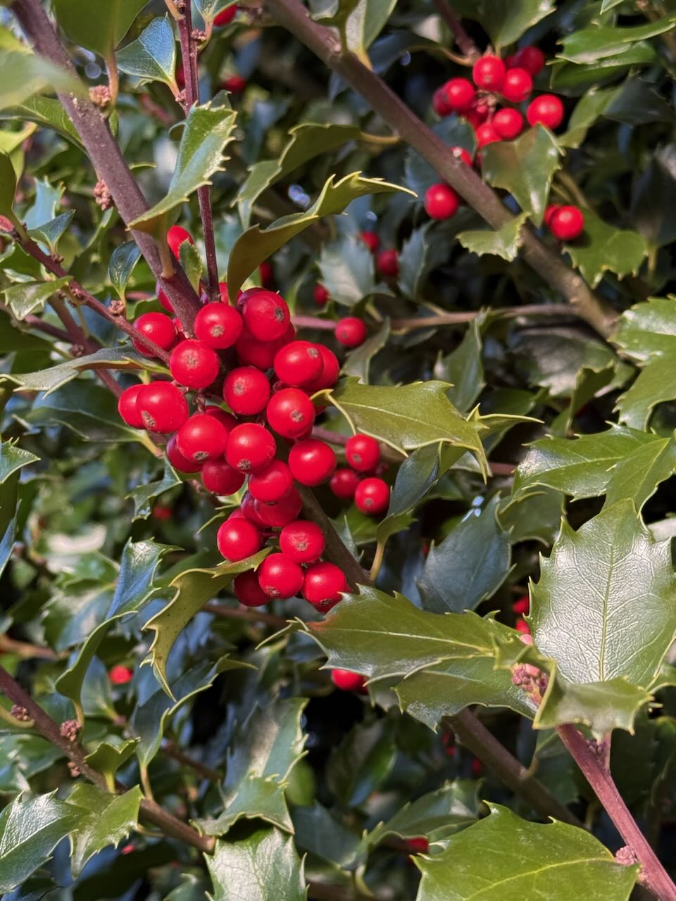 It's the weekend! Number 230, Red Holly Berries