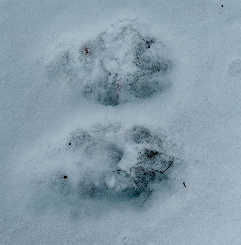 Animal Footprints in the Snow