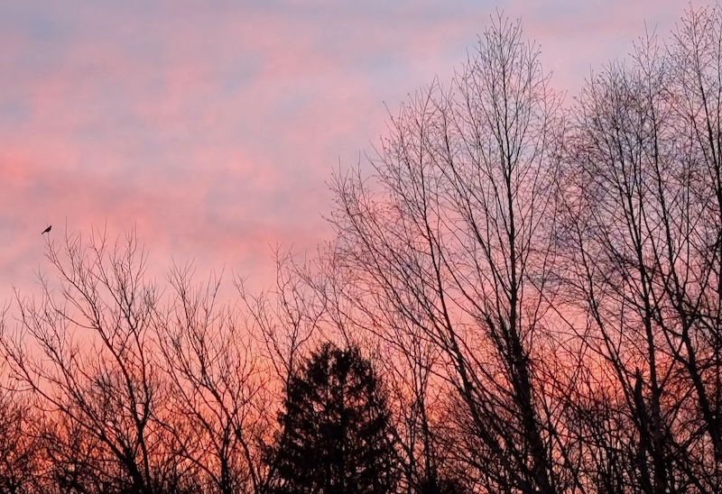 Treetops and Sunset Colors in the Sky