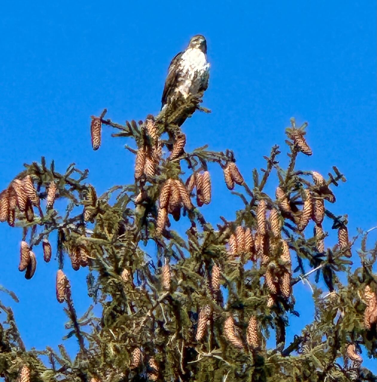 It's the weekend! Number 385, Hawk Perched Atop a Pine Tree