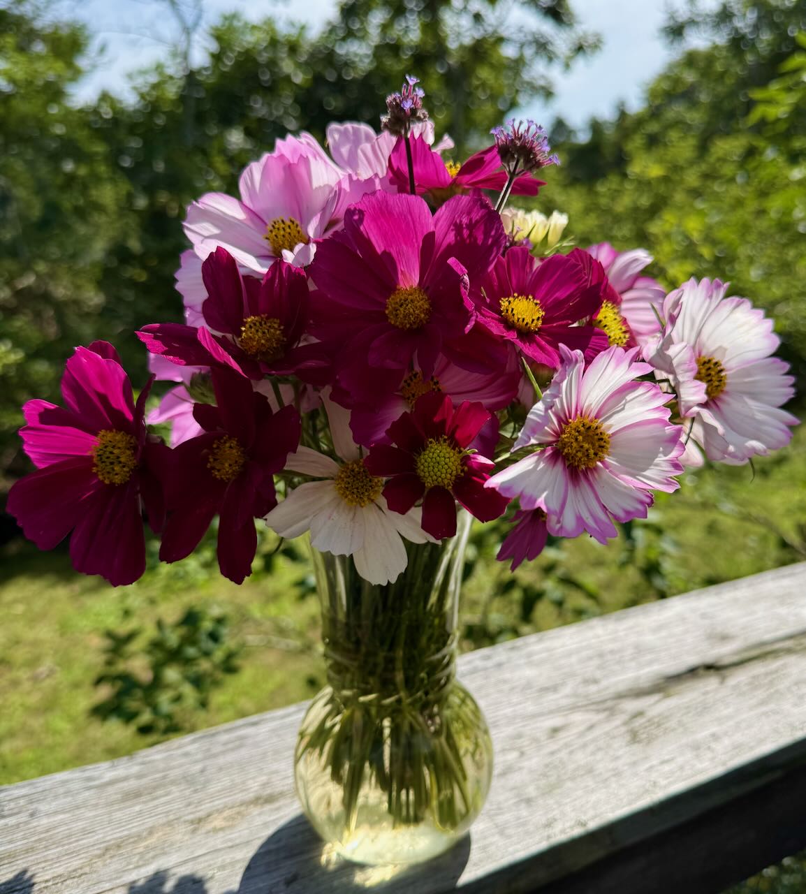 Cosmos Flowers in Vase