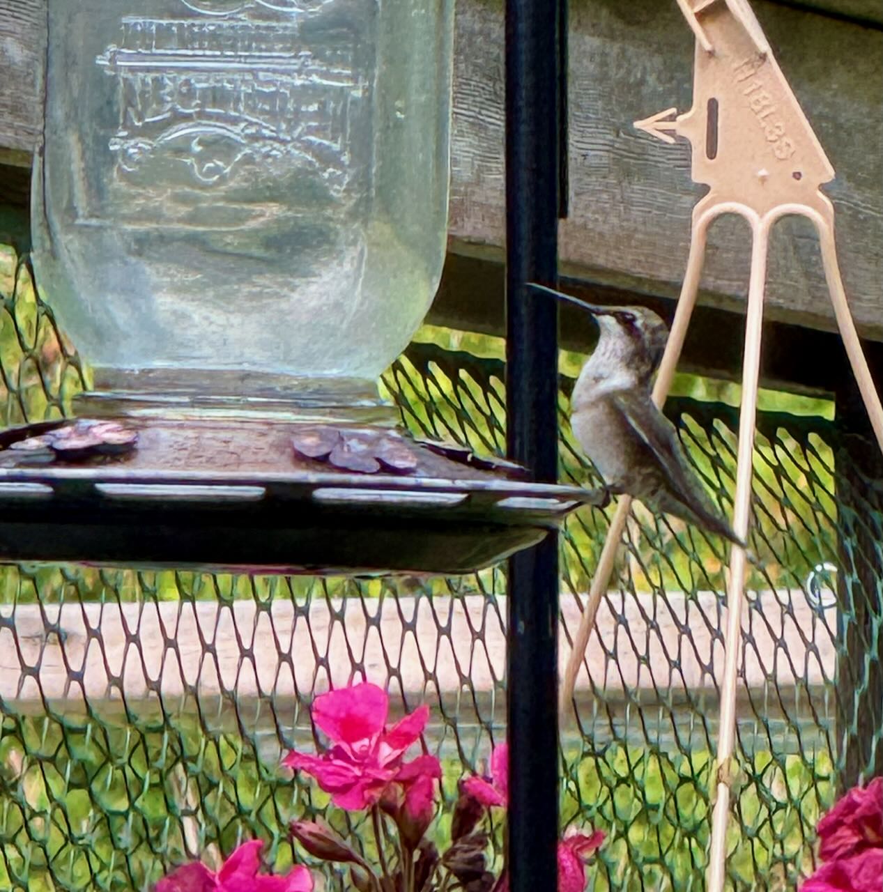 Hummingbird at Outside Feeder