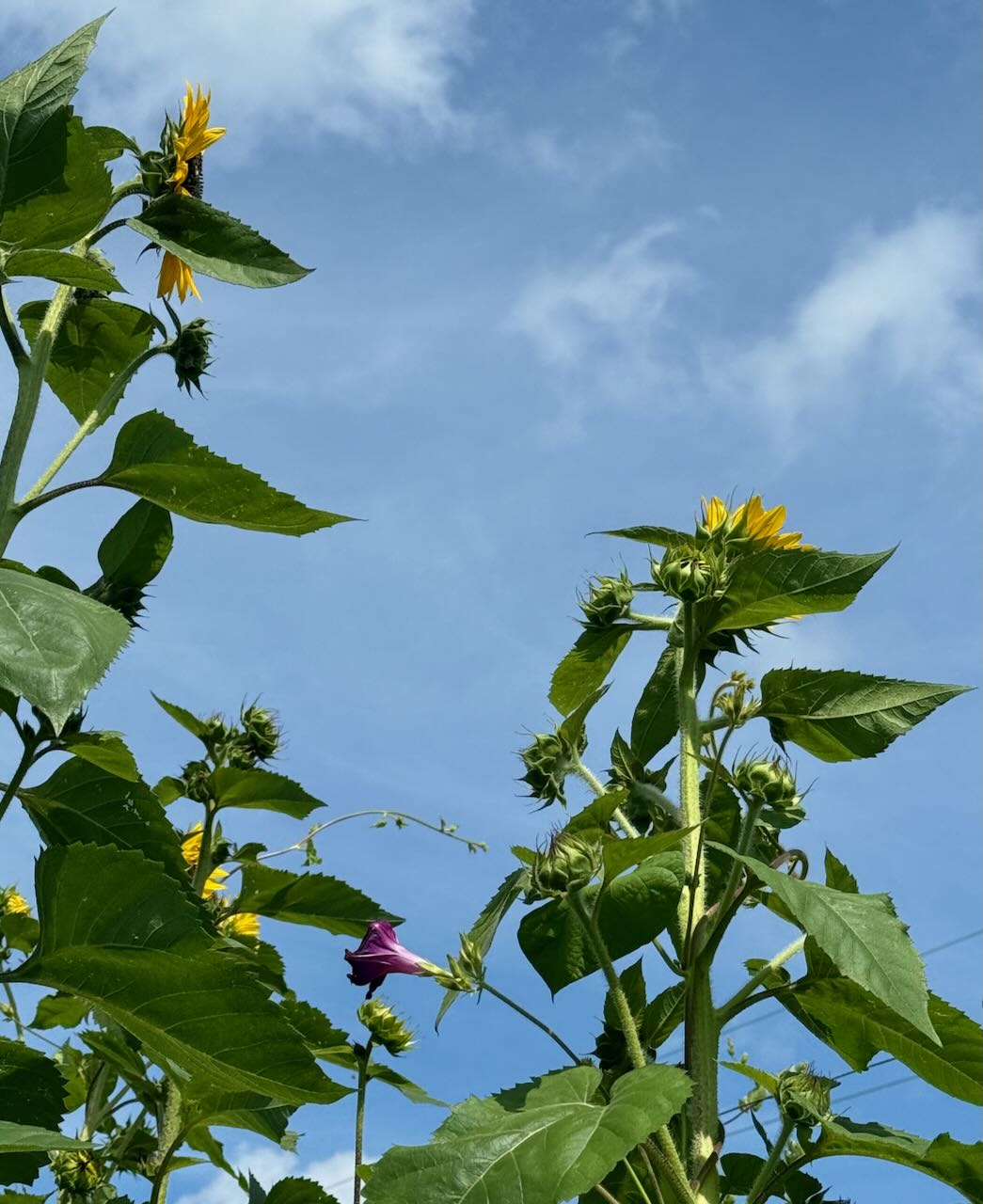 Sunflowers and a Volunteer Morning Glory Against the Sky